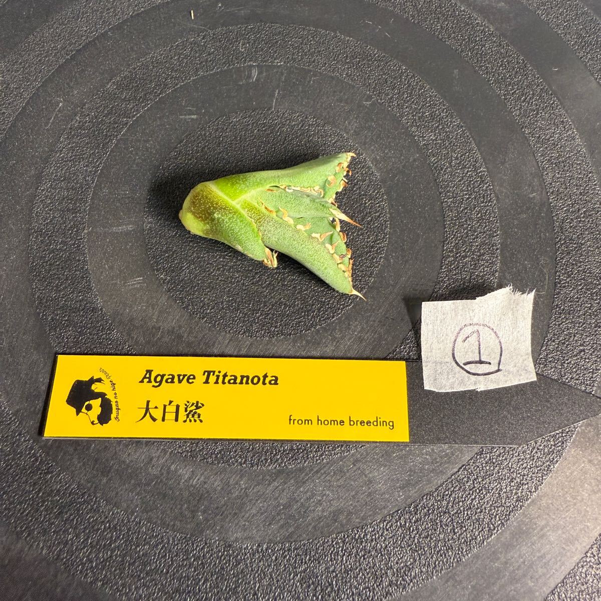 Agave Titanota LIZE血統 大白鯊 ホホジロザメ】 ① アガベ Agave Titanota LIZE血統 大白鯊 ホホジロザメ】 ① アガベ