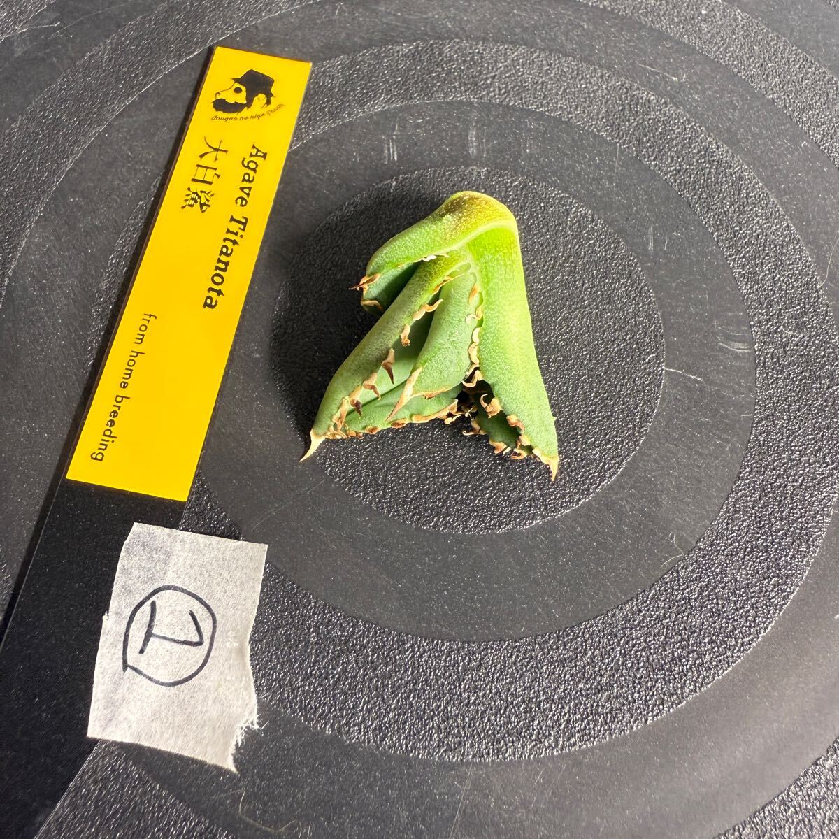 Agave Titanota LIZE血統 大白鯊 ホホジロザメ】 ① アガベ Agave Titanota LIZE血統 大白鯊 ホホジロザメ】 ① アガベ