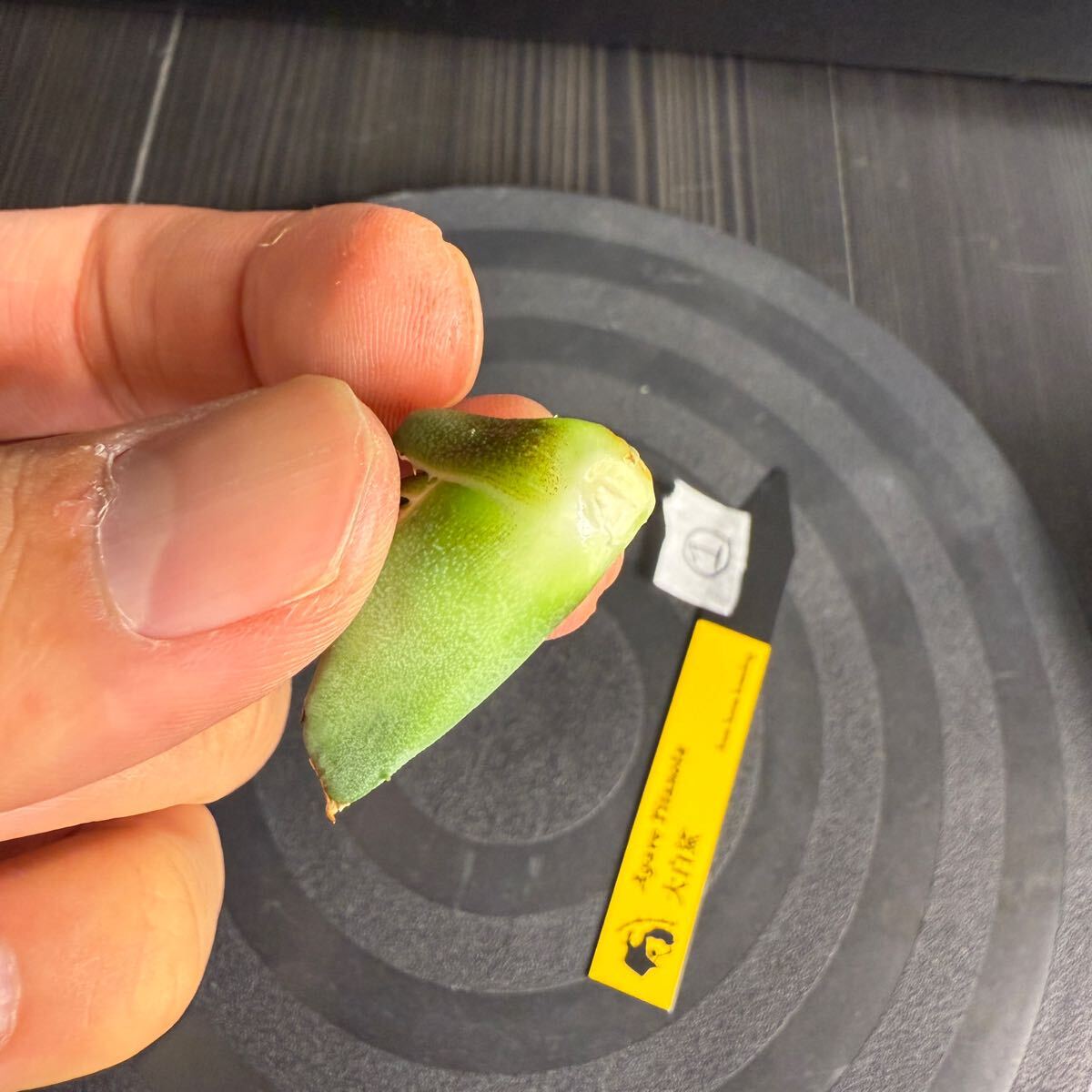 Agave Titanota LIZE血統 大白鯊 ホホジロザメ】 ① アガベ Agave Titanota LIZE血統 大白鯊 ホホジロザメ】 ① アガベ