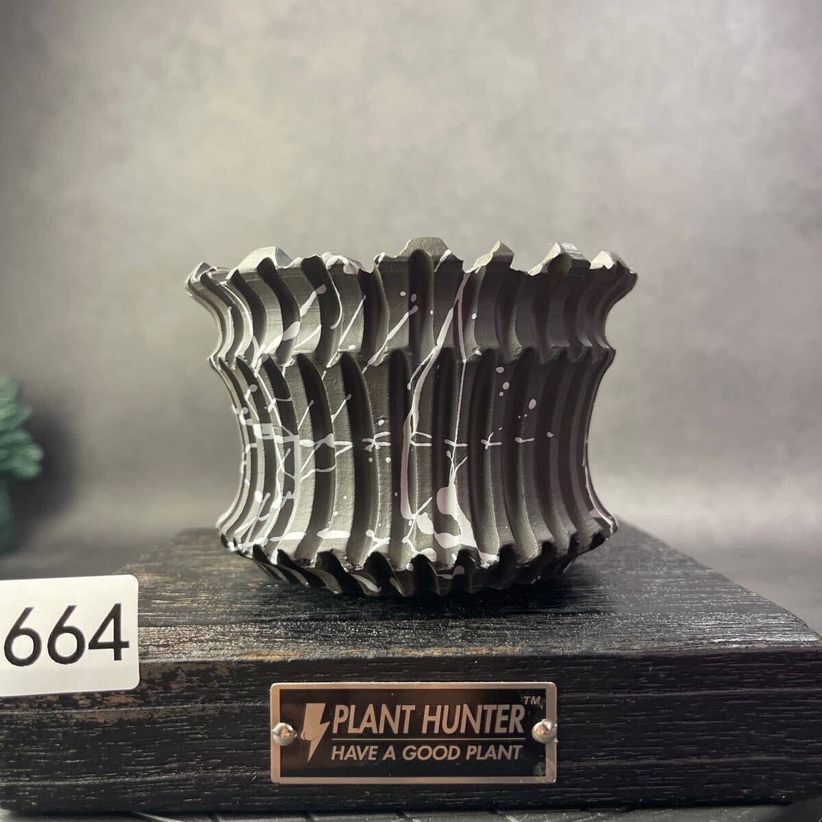 さ664 HAND Made 植木鉢 陶器検（アガベ パキプス 姫巌竜 帝釈天