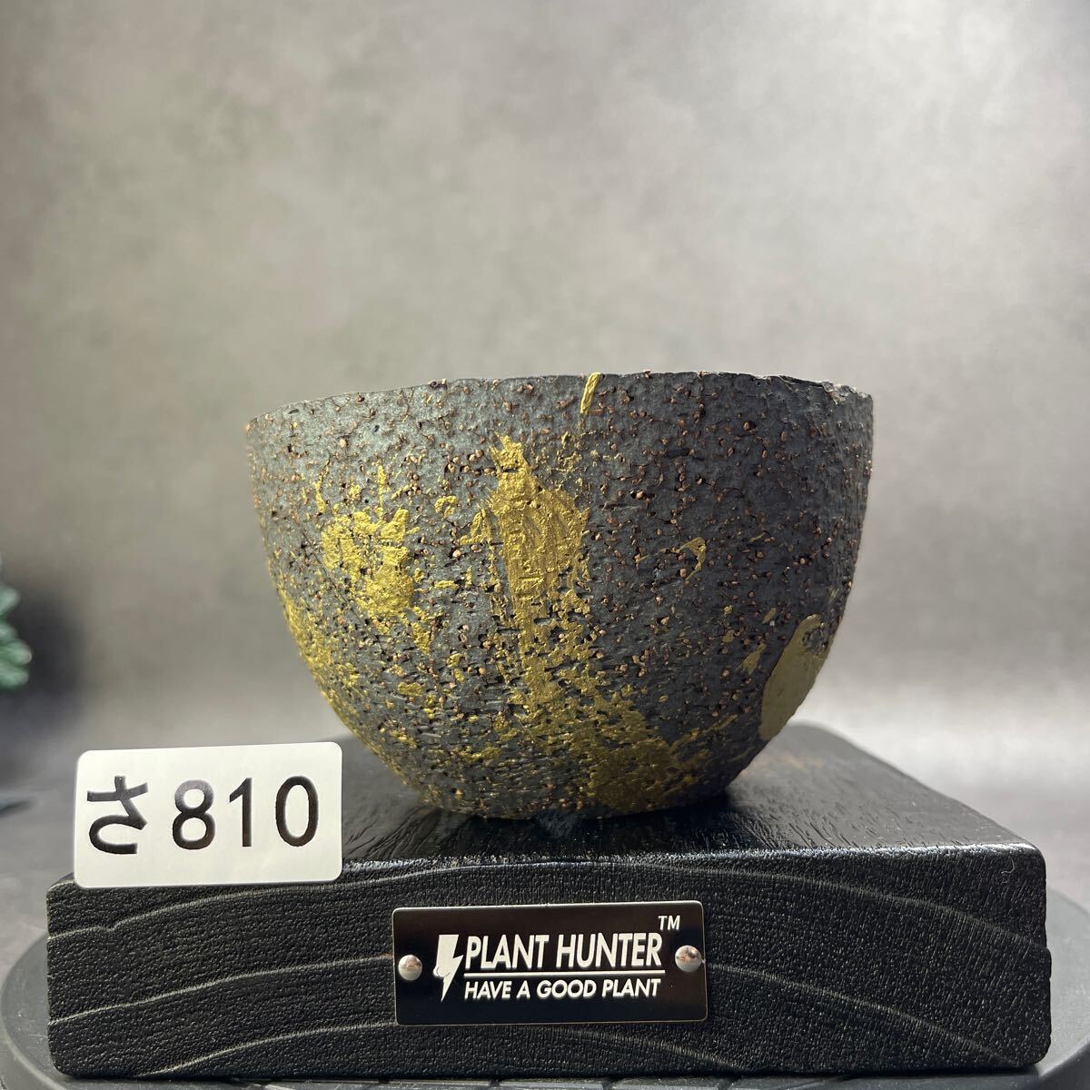 さ810 HAND Made 植木鉢 陶器検(アガベ パキプス 姫巌竜 帝釈天 さ810 HAND Made 植木鉢 陶器検(アガベ パキプス 姫巌竜 帝釈天