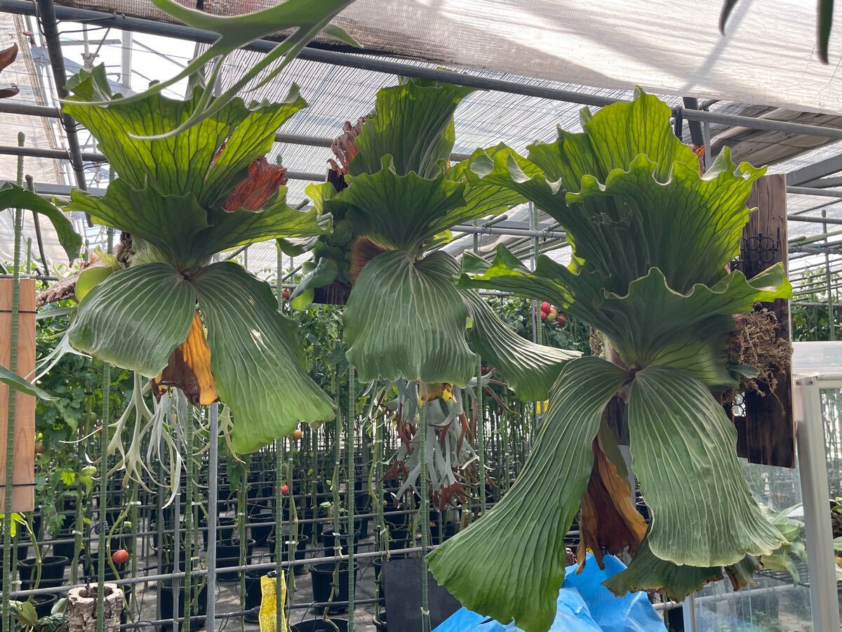 中株 エレファントティス ビカクシダ アンゴレンセ platycerium 中株 エレファントティス ビカクシダ アンゴレンセ platycerium