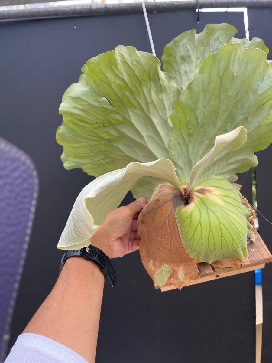 中株 エレファントティス ビカクシダ アンゴレンセ platycerium 中株 エレファントティス ビカクシダ アンゴレンセ platycerium