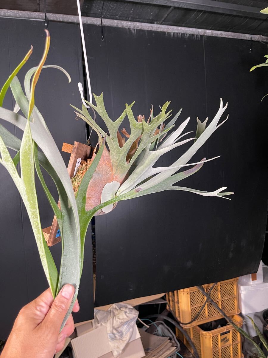 子株付き ビカクシダ ベイチー Platycerium veitchii ビーチー 子株付き ビカクシダ ベイチー Platycerium veitchii ビーチー