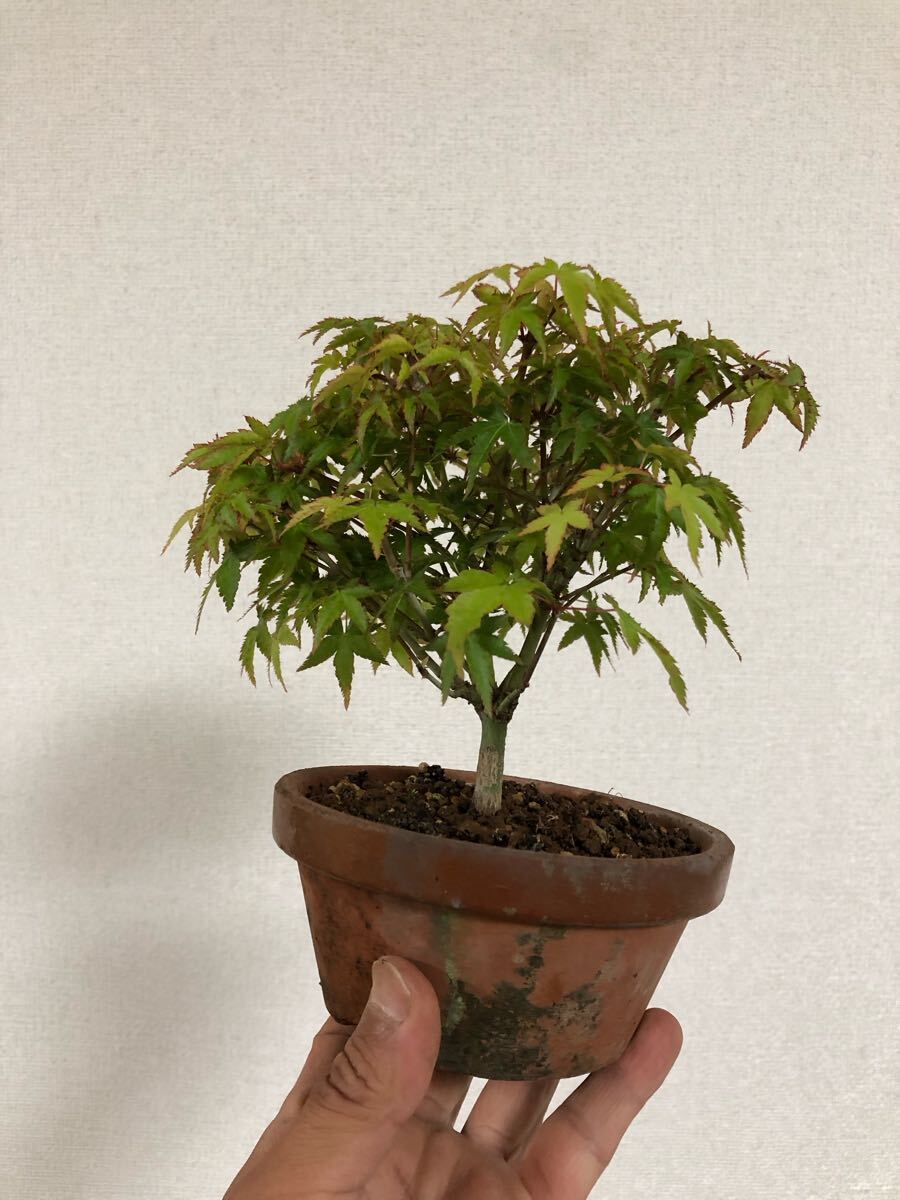item_image_4