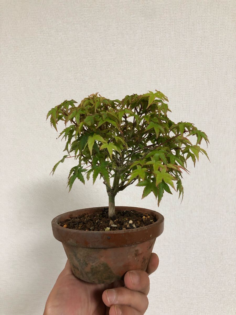 item_image_6