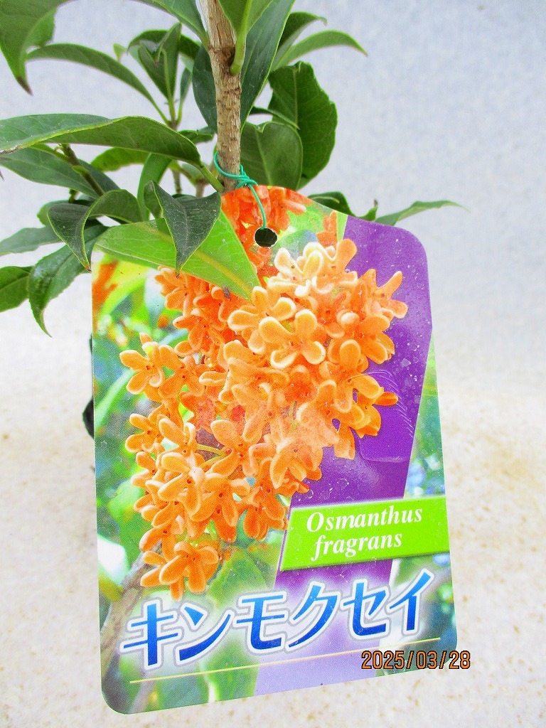item_image_6