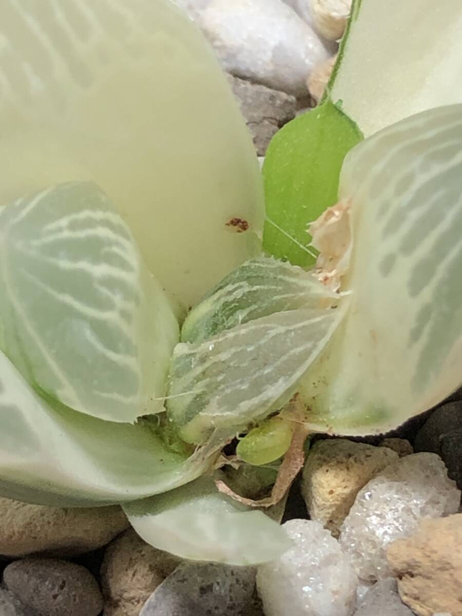 ハオルチア 「白蛇伝」 カキ仔 傷から仔吹き多数 2号鉢 多肉 ハオルチア 「白蛇伝」 カキ仔 傷から仔吹き多数 2号鉢 多肉