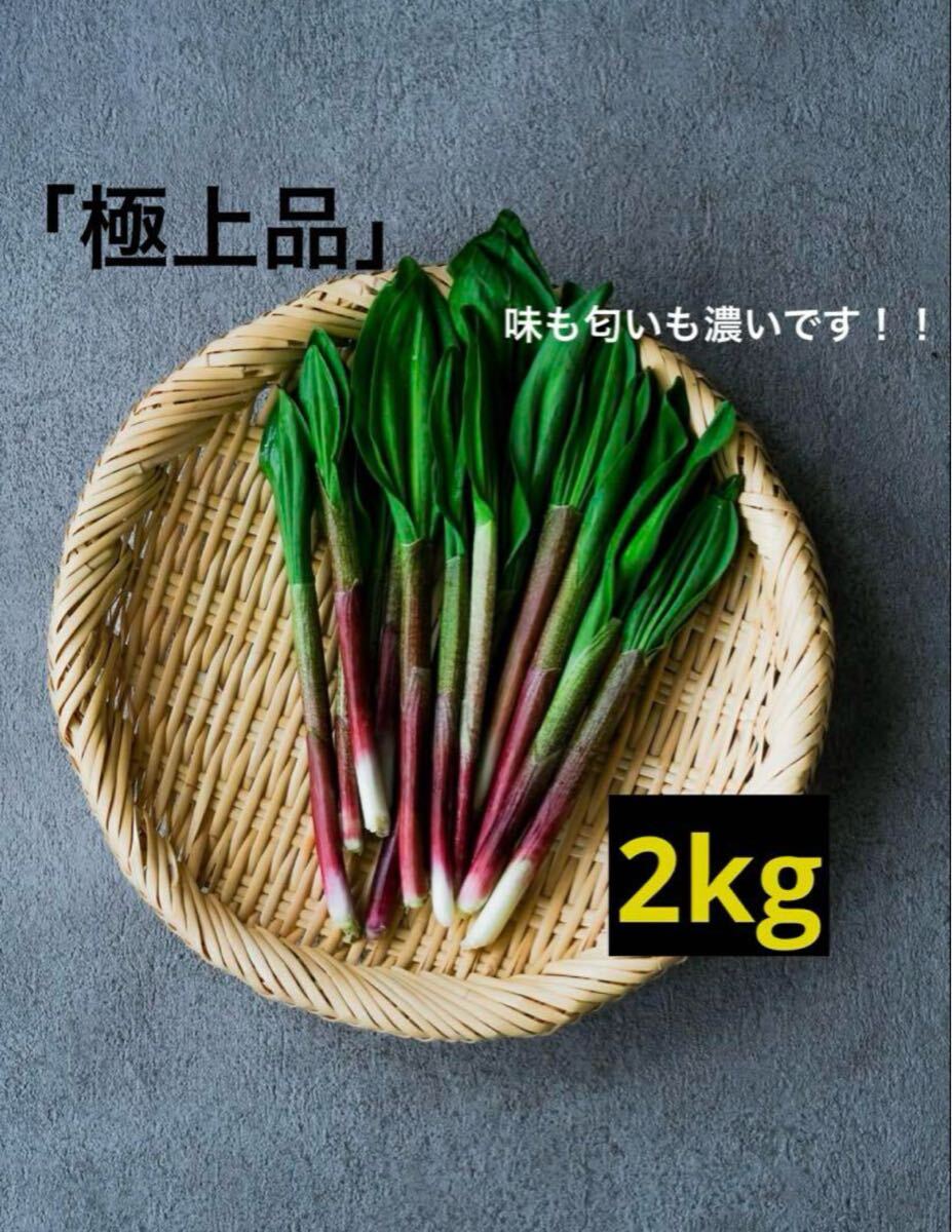 行者ニンニク2kg北海道産 天然物 新鮮採れたて(山菜)|売買され 行者ニンニク2kg北海道産 天然物 新鮮採れたて(山菜)|売買され