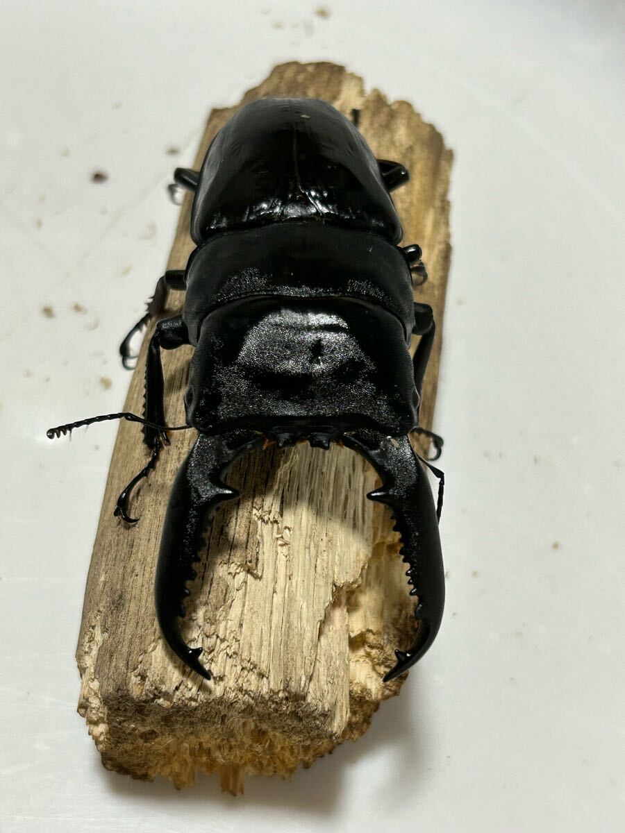 パラワンオオヒラタクワガタ 新成虫 オス ♂ 100mm(外国産