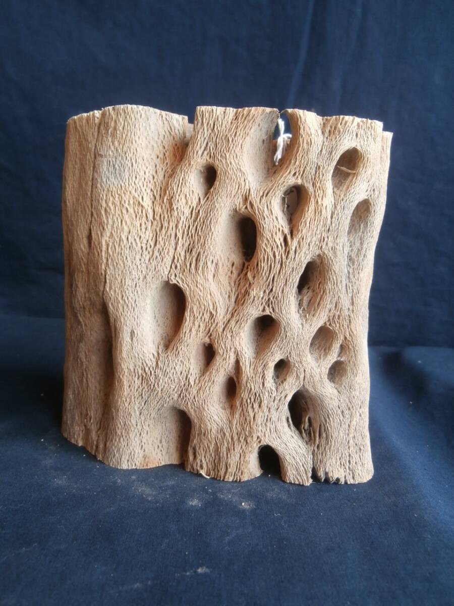 サボテンの骨(⑥)_画像1