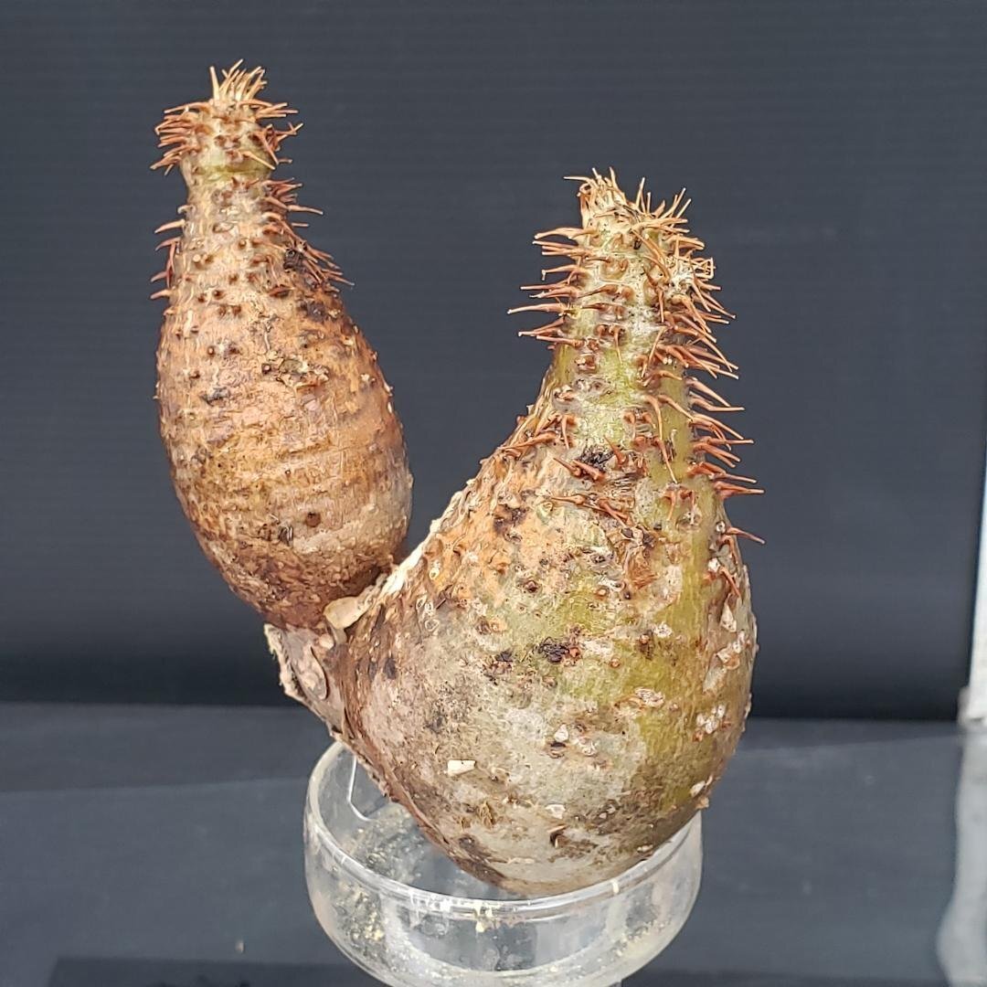 発根済み グラキリス 塊根 パキポディウム グラキ 抜苗 パキポディウム・グラキリス 抜き苗 〈29〉 | mana's farm