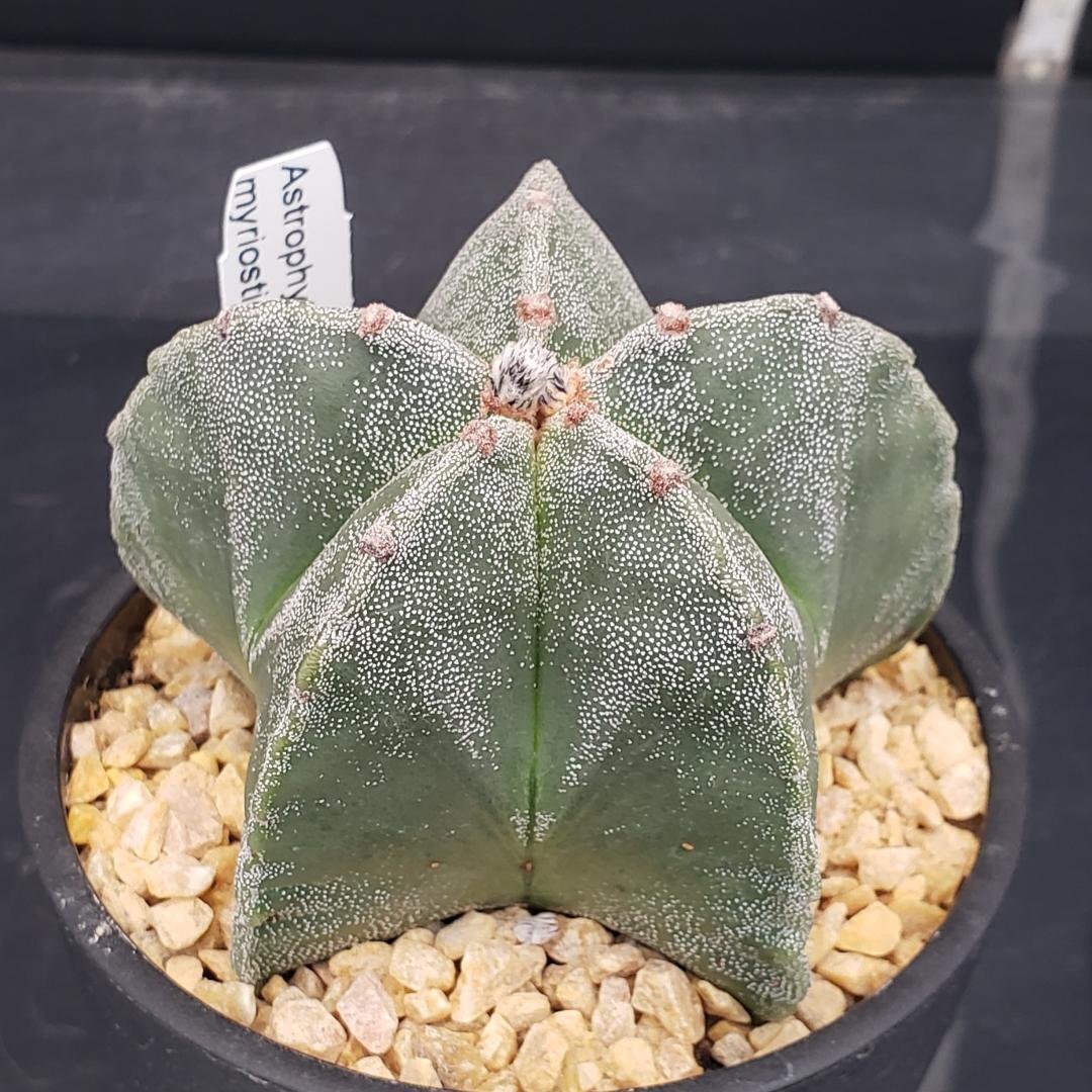 Astrophytum アストロフィツム 恩塚ランポー玉 特大 サボテン
