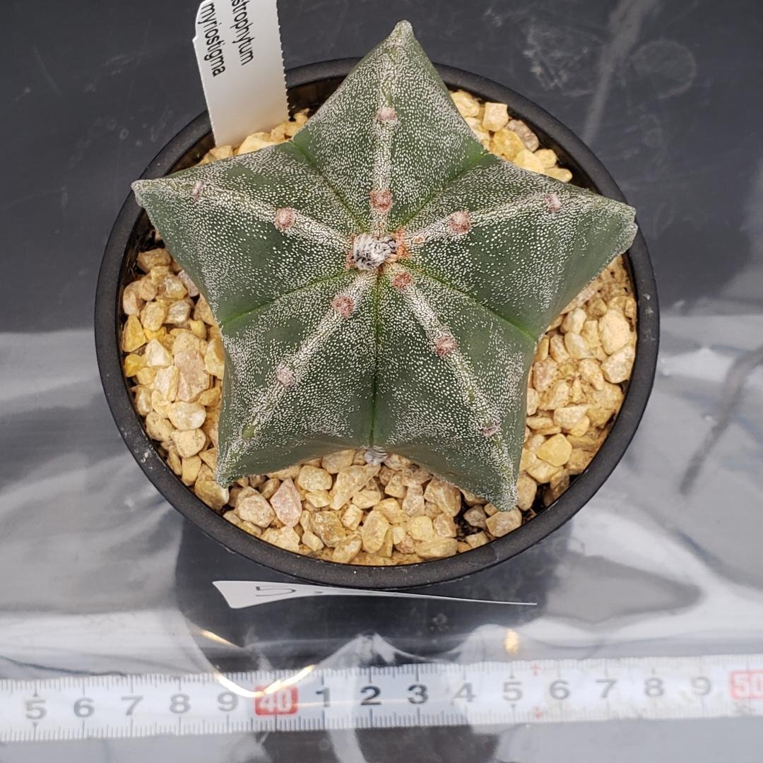 5257 「多肉植物T」アストロフィツム ランポー玉 植え 5257 「多肉植物T」アストロフィツム ランポー玉 植え