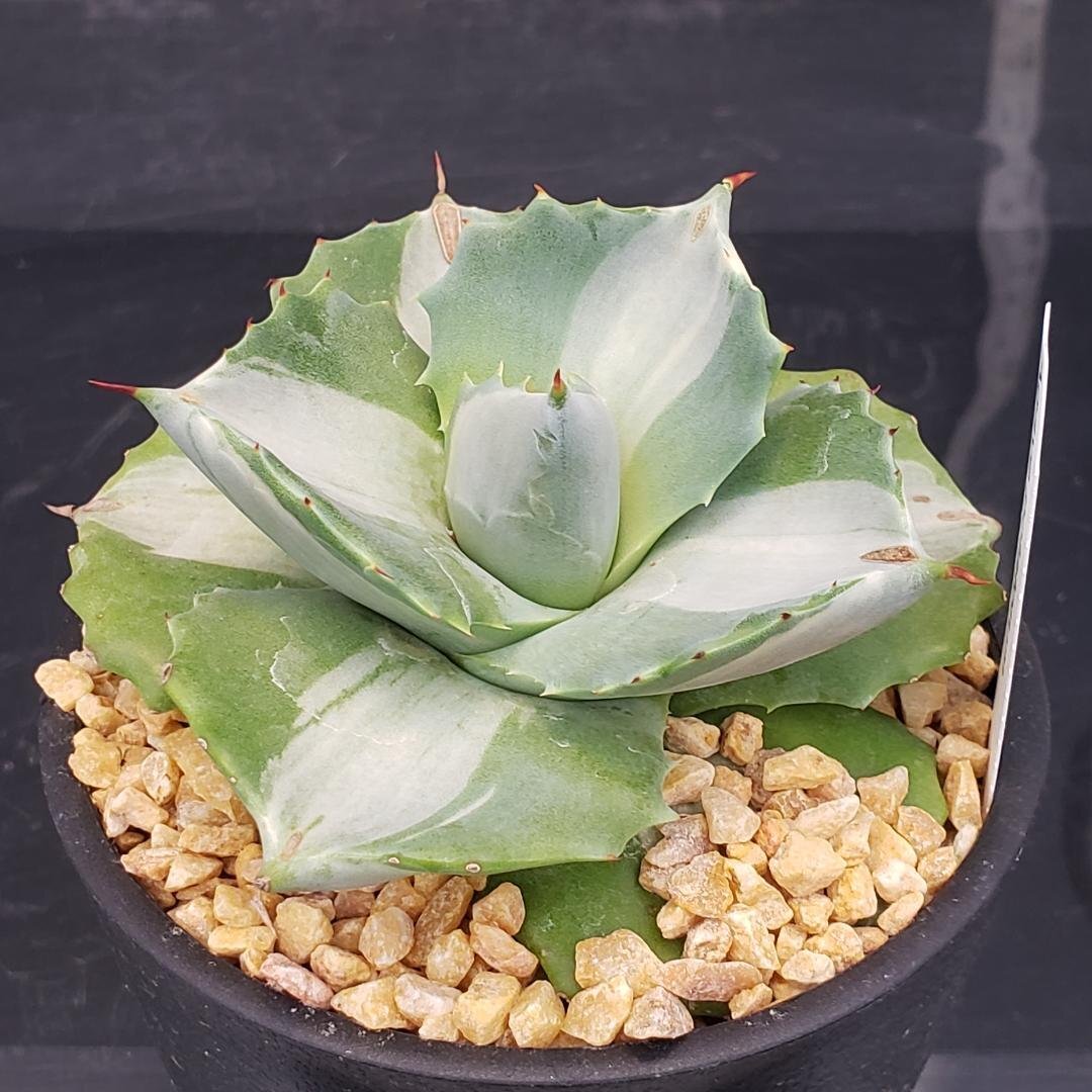 多肉植物 ❁︎アミスター錦 発根済
