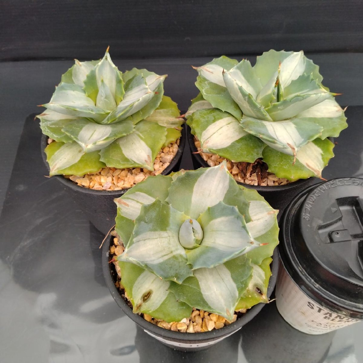 8906 「多肉植物T」アガベ 王妃雷神錦 3株セット【発根・ Agave