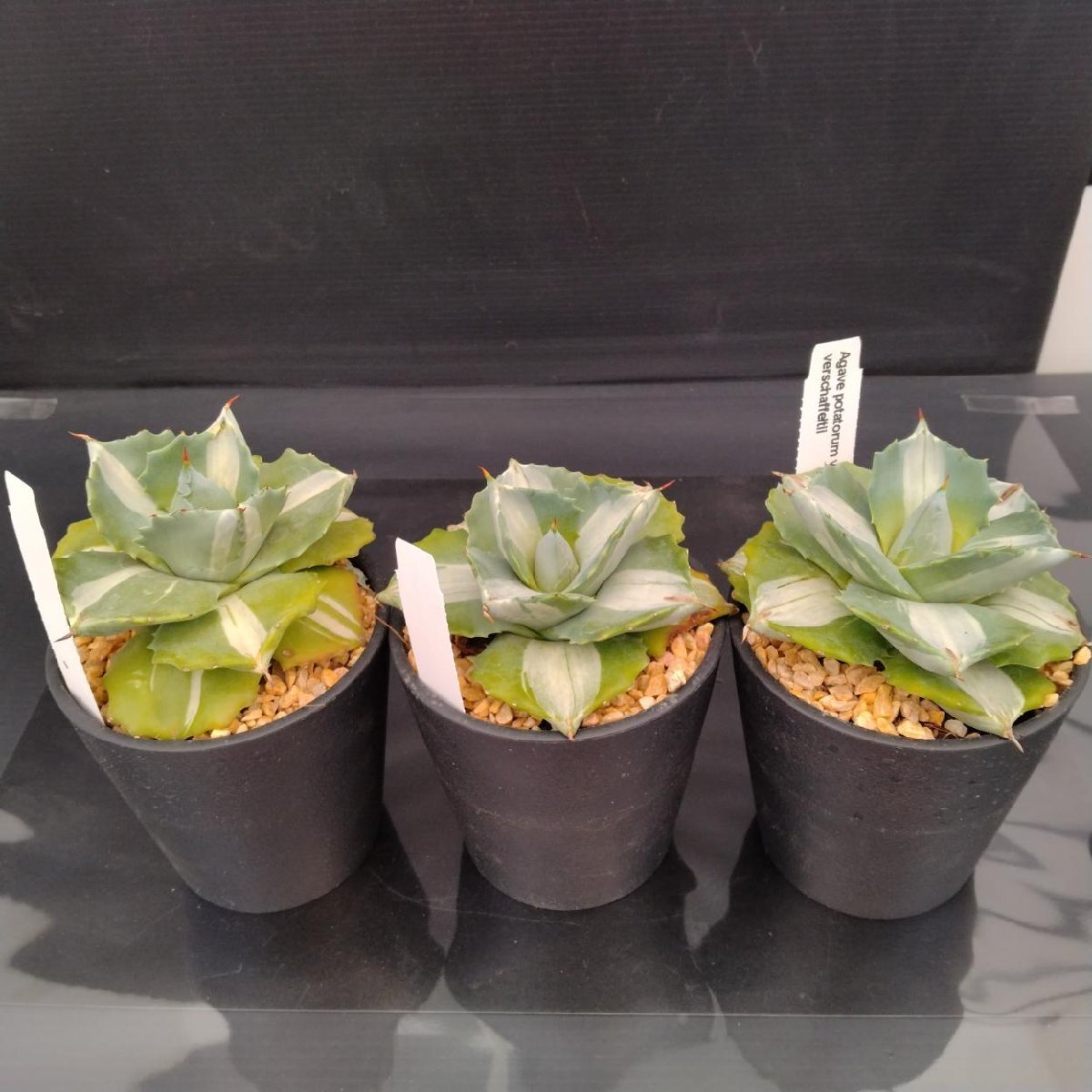 エケベリア 王妃錦司晃/錦連(Echeveria ciliata) 多肉植物