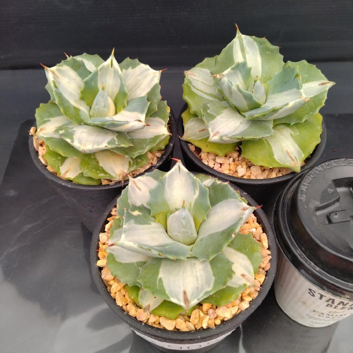 エケベリア 王妃錦司晃/錦連(Echeveria ciliata) 多肉植物