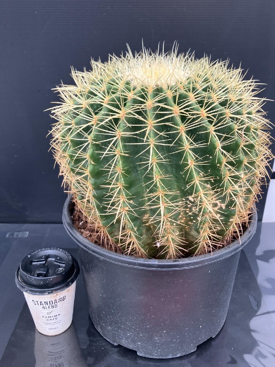 3054 「多肉植物T」エキノカクタス 金鯱 大株 植え【Kroenleinia 3054 「多肉植物T」エキノカクタス 金鯱 大株 植え【Kroenleinia