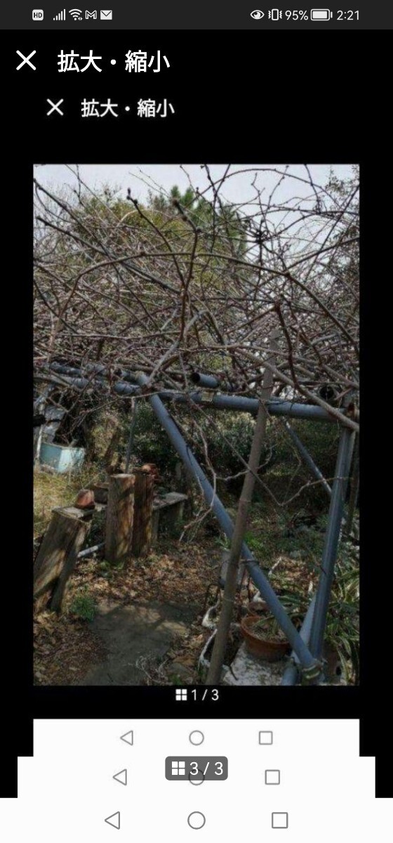  киви разделение слово новый .... самец самка 3шт.@ по! нет пестициды натуральный .. дерево натуральный совершенно нет пестициды . кислота ... прекрасный тест .. киви . брать после немедленно compact отправка 