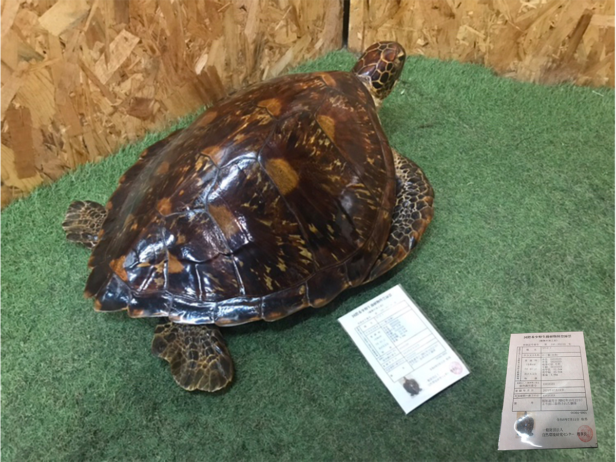 アオウミガメ 剥製 背甲長52cm/重量1.8Kg 国際希少野生動植物種 アオウミガメ 剥製 背甲長52cm/重量1.8Kg 国際希少野生動植物種