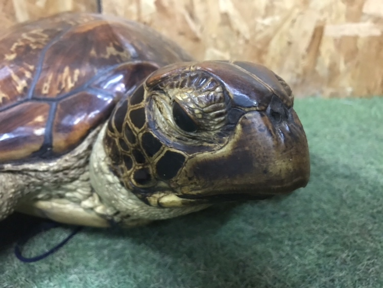 アオウミガメ 剥製 背甲長52cm/重量1.8Kg 国際希少野生動植物種 アオウミガメ 剥製 背甲長52cm/重量1.8Kg 国際希少野生動植物種