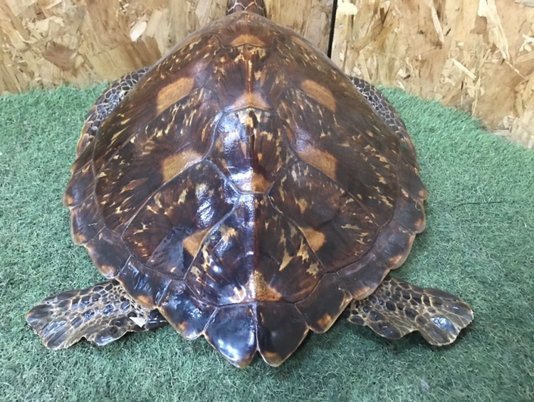 アオウミガメ 剥製 背甲長52cm/重量1.8Kg 国際希少野生動植物種 アオウミガメ 剥製 背甲長52cm/重量1.8Kg 国際希少野生動植物種