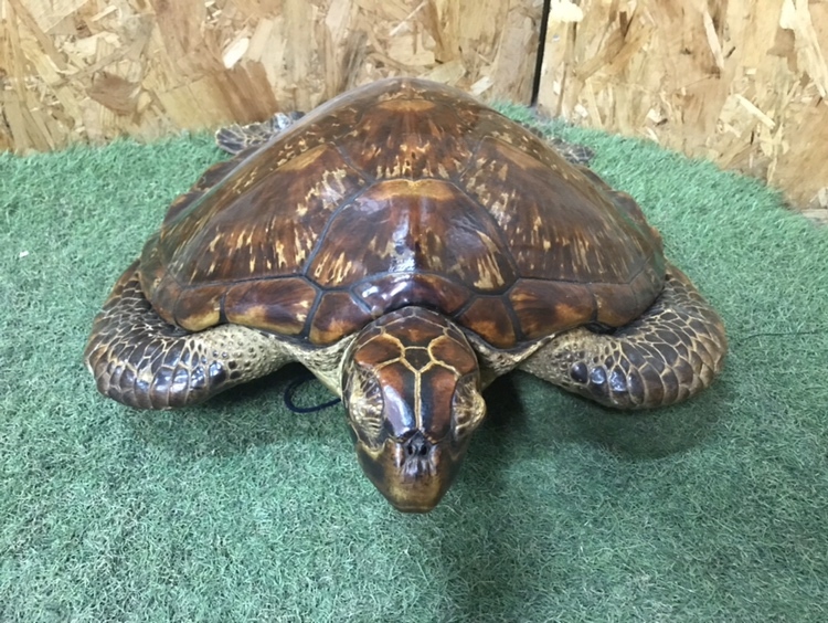 アオウミガメ 剥製 背甲長52cm/重量1.8Kg 国際希少野生動植物種 アオウミガメ 剥製 背甲長52cm/重量1.8Kg 国際希少野生動植物種