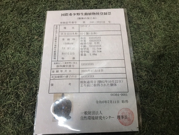 アオウミガメ 剥製 背甲長52cm/重量1.8Kg 国際希少野生動植物種 アオウミガメ 剥製 背甲長52cm/重量1.8Kg 国際希少野生動植物種
