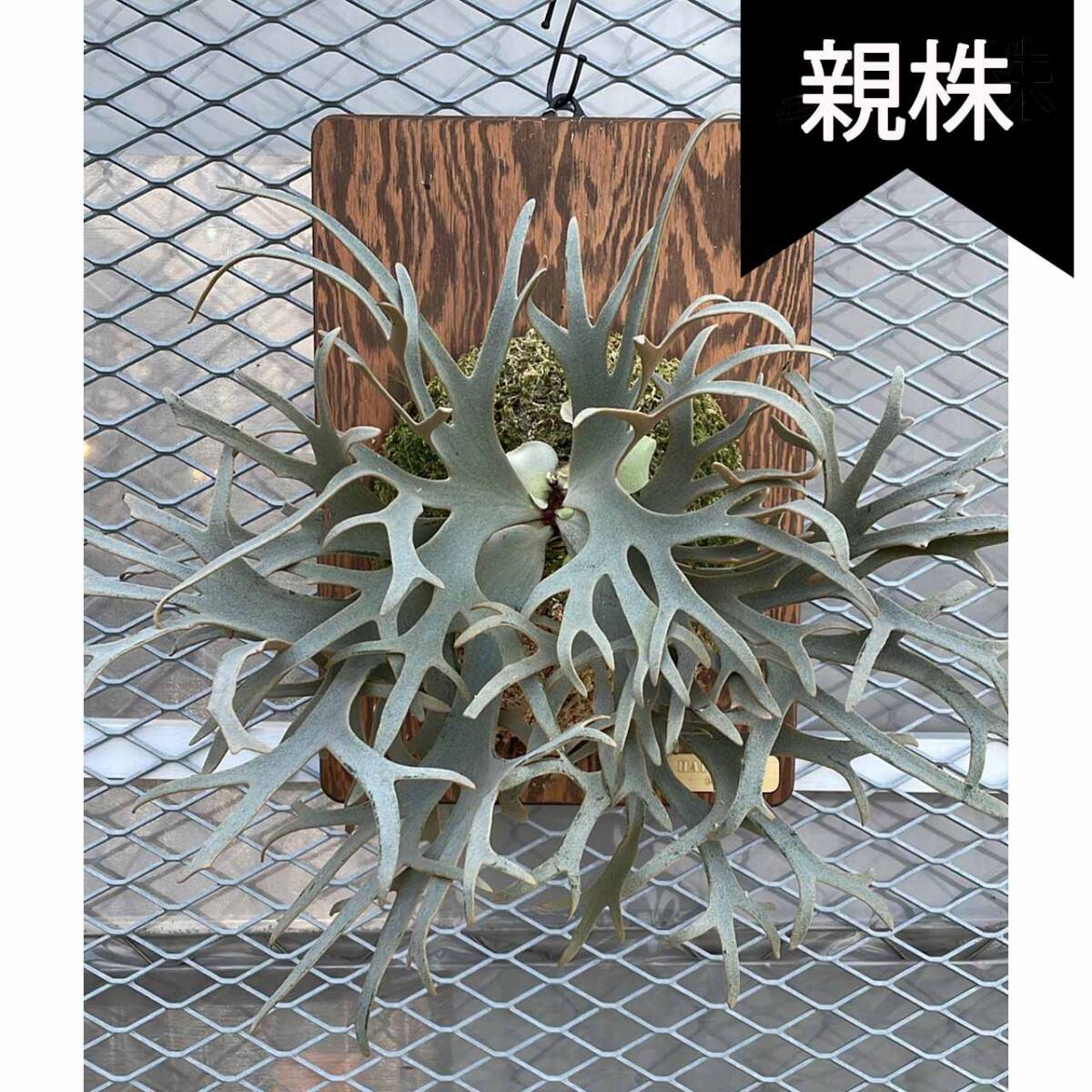 P.Willinckii Nano Pup(Oc Pup 株分け)【はっぱさん P.Willinckii Nano Pup(Oc Pup 株分け)【はっぱさん