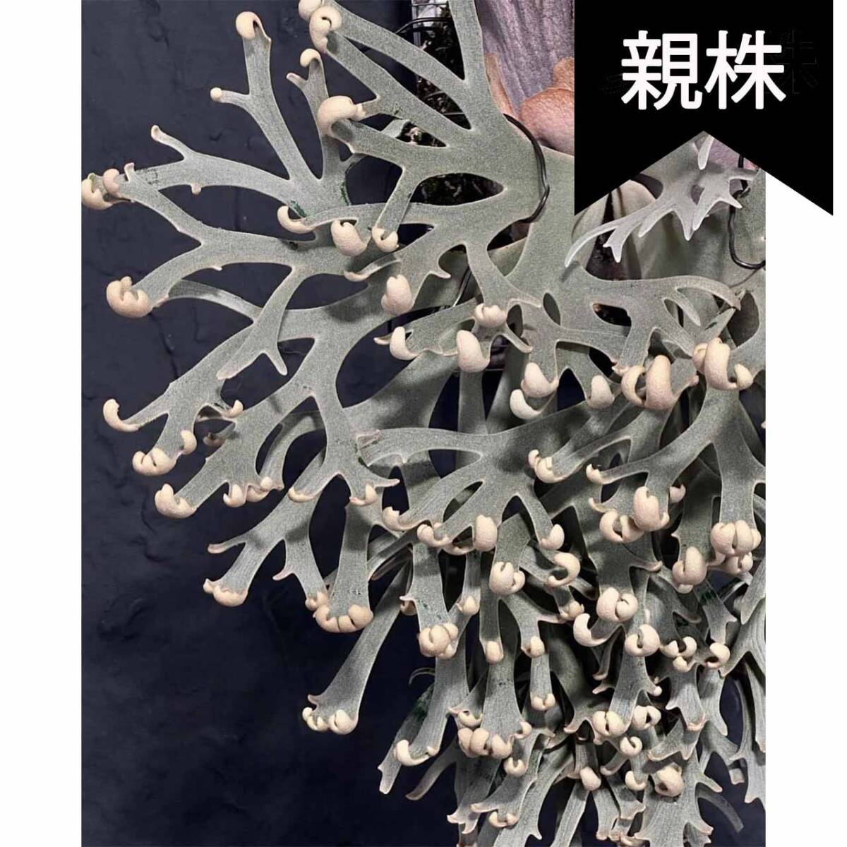 P.Willinckii cv Asurada Sporeling From Create Plants【はっぱ P.Willinckii cv Asurada Sporeling From Create Plants【はっぱ