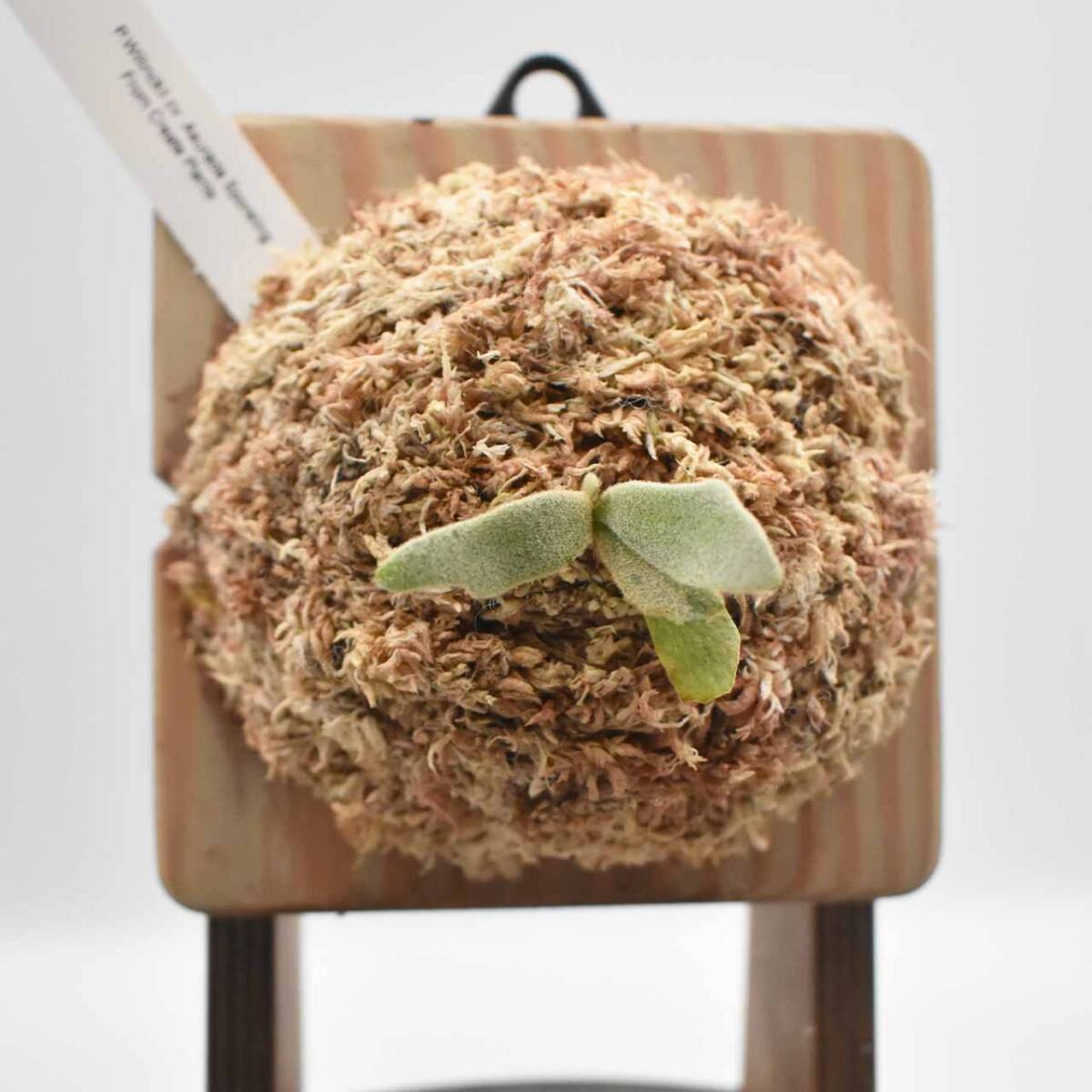 P.Willinckii cv Asurada Sporeling From Create Plants【はっぱ P.Willinckii cv Asurada Sporeling From Create Plants【はっぱ