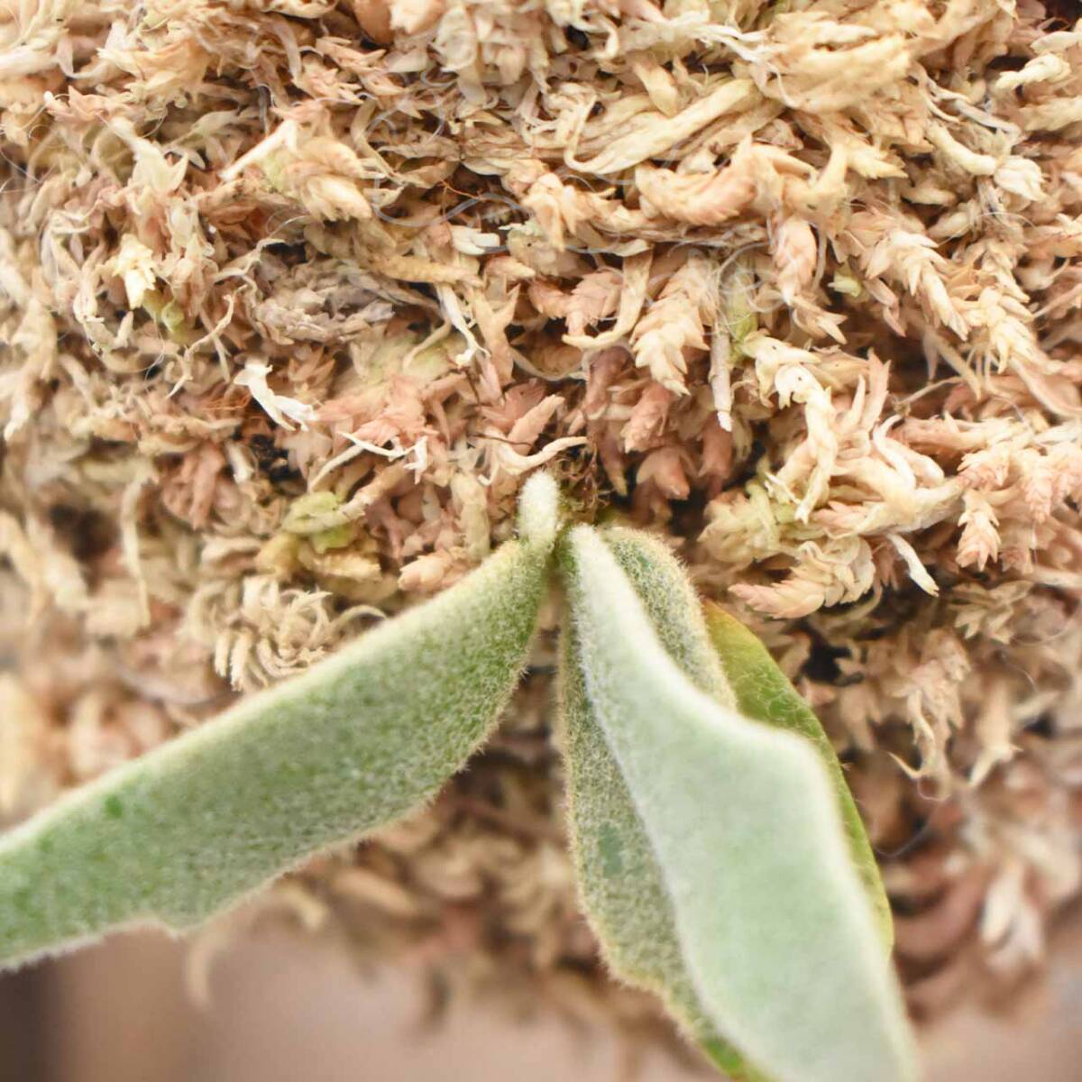 P.Willinckii cv Asurada Sporeling From Create Plants【はっぱ P.Willinckii cv Asurada Sporeling From Create Plants【はっぱ