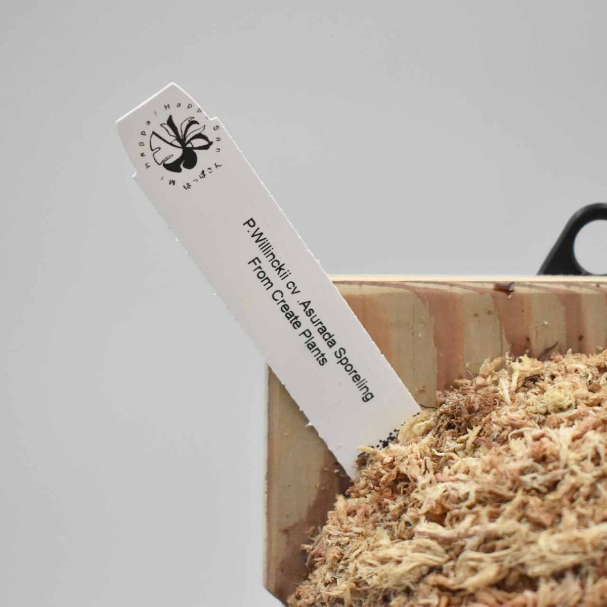 P.Willinckii cv Asurada Sporeling From Create Plants【はっぱ P.Willinckii cv Asurada Sporeling From Create Plants【はっぱ
