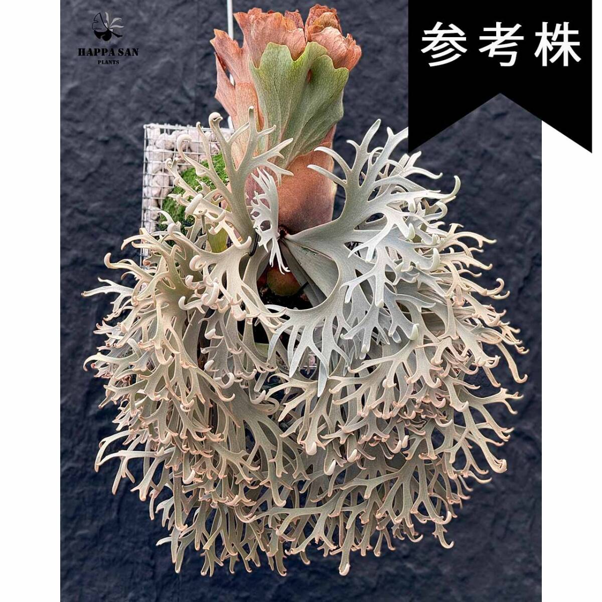 P. Willinckii cv Aysun Sporerimg From Create Plants【はっぱ P. Willinckii cv Aysun Sporerimg From Create Plants【はっぱ