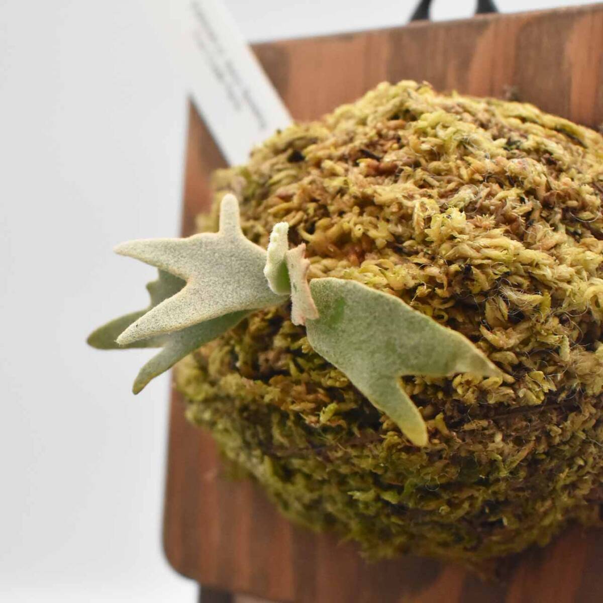 P. Willinckii cv Aysun Sporerimg From Create Plants【はっぱ P. Willinckii cv Aysun Sporerimg From Create Plants【はっぱ