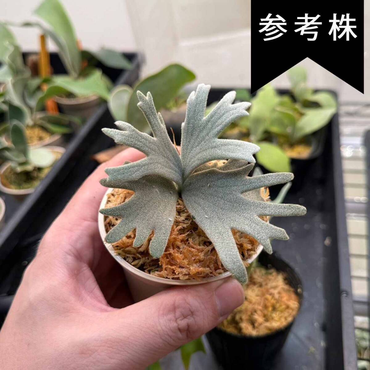 P.Willinckii cv Asurada Sporeling From Create Plants【はっぱ P.Willinckii cv Asurada Sporeling From Create Plants【はっぱ