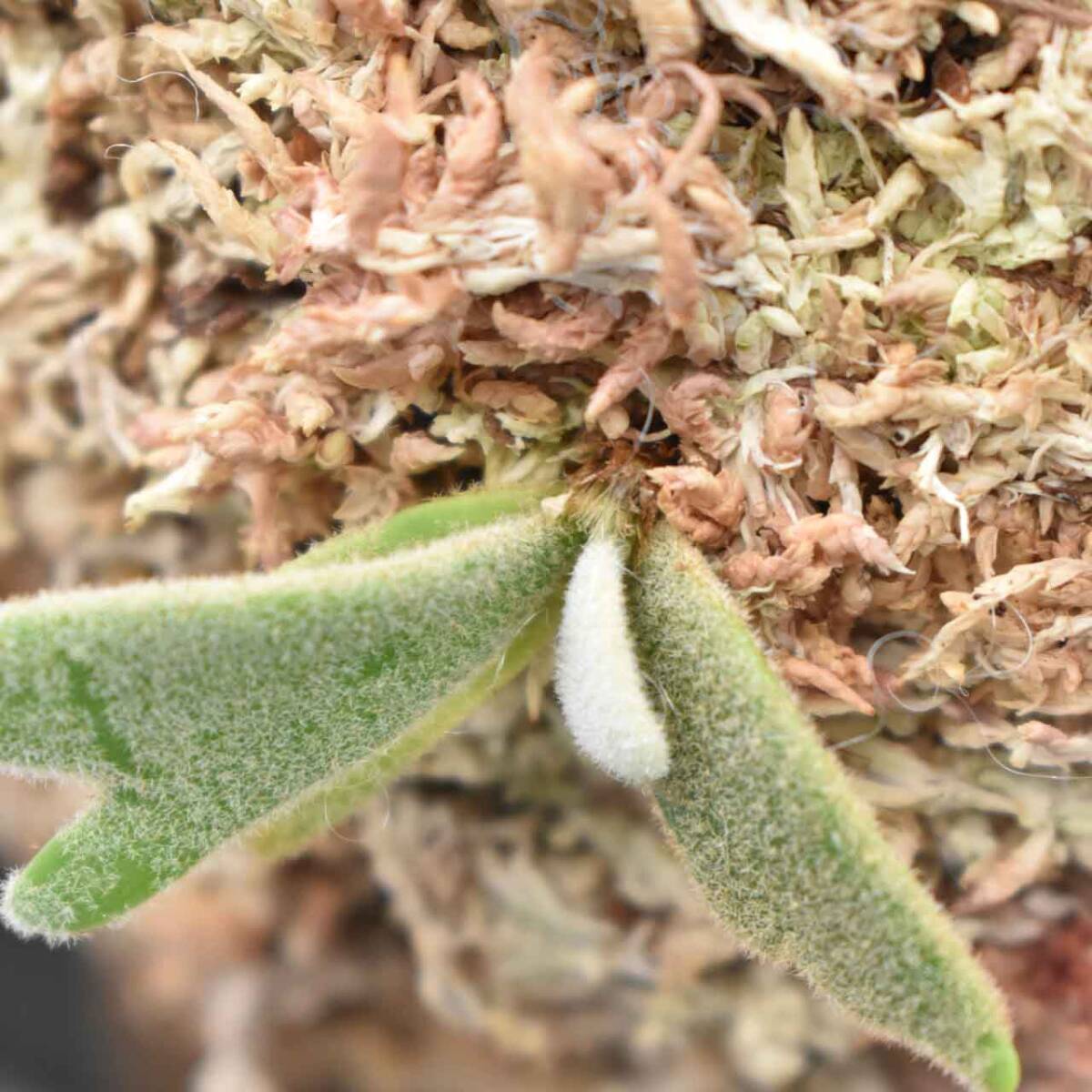 P.Willinckii cv Asurada Sporeling From Create Plants【はっぱ P.Willinckii cv Asurada Sporeling From Create Plants【はっぱ