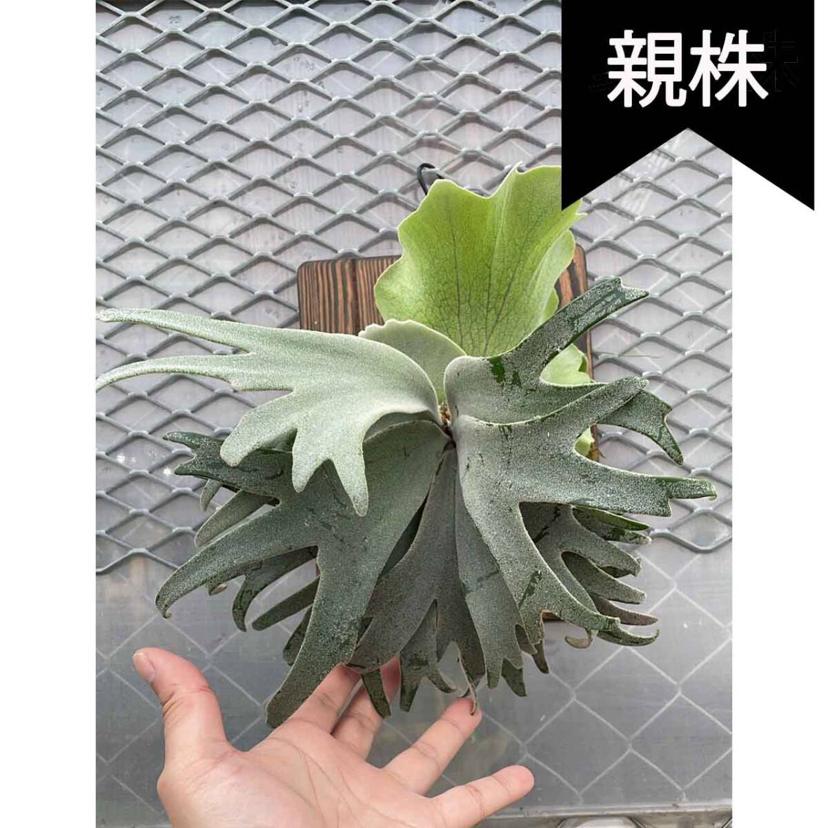 P. Willinckii cv. TFN #1 (DaraFern) Oc Pup 株分け【はっぱ P. Willinckii cv. TFN #1 (DaraFern) Oc Pup 株分け【はっぱ