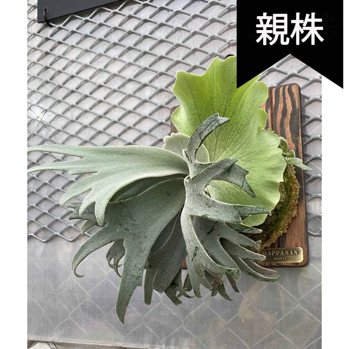 P. Willinckii cv. TFN #1 (DaraFern) Oc Pup 株分け【はっぱ P. Willinckii cv. TFN #1 (DaraFern) Oc Pup 株分け【はっぱ