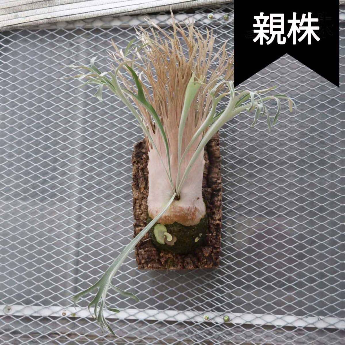 P.Veitchii wild HP#2 Oc Pup 株分け【はっぱさん】ビカクシダ P.Veitchii wild HP#2 Oc Pup 株分け【はっぱさん】ビカクシダ