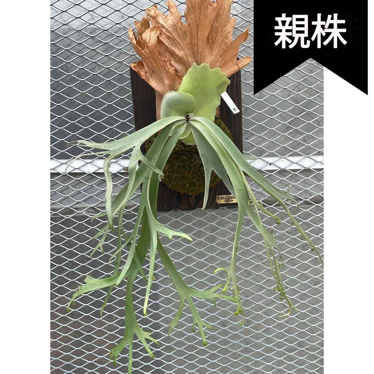 P. Willinckii Blue Queen pup 株分け【はっぱさん】ビカクシダ