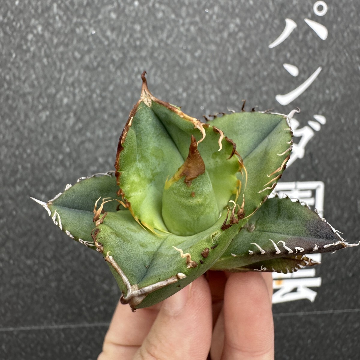 L44 【パンダ園芸】アガベ チタノタ '星空' Starry sky 子株 L44 【パンダ園芸】アガベ チタノタ '星空' Starry sky 子株