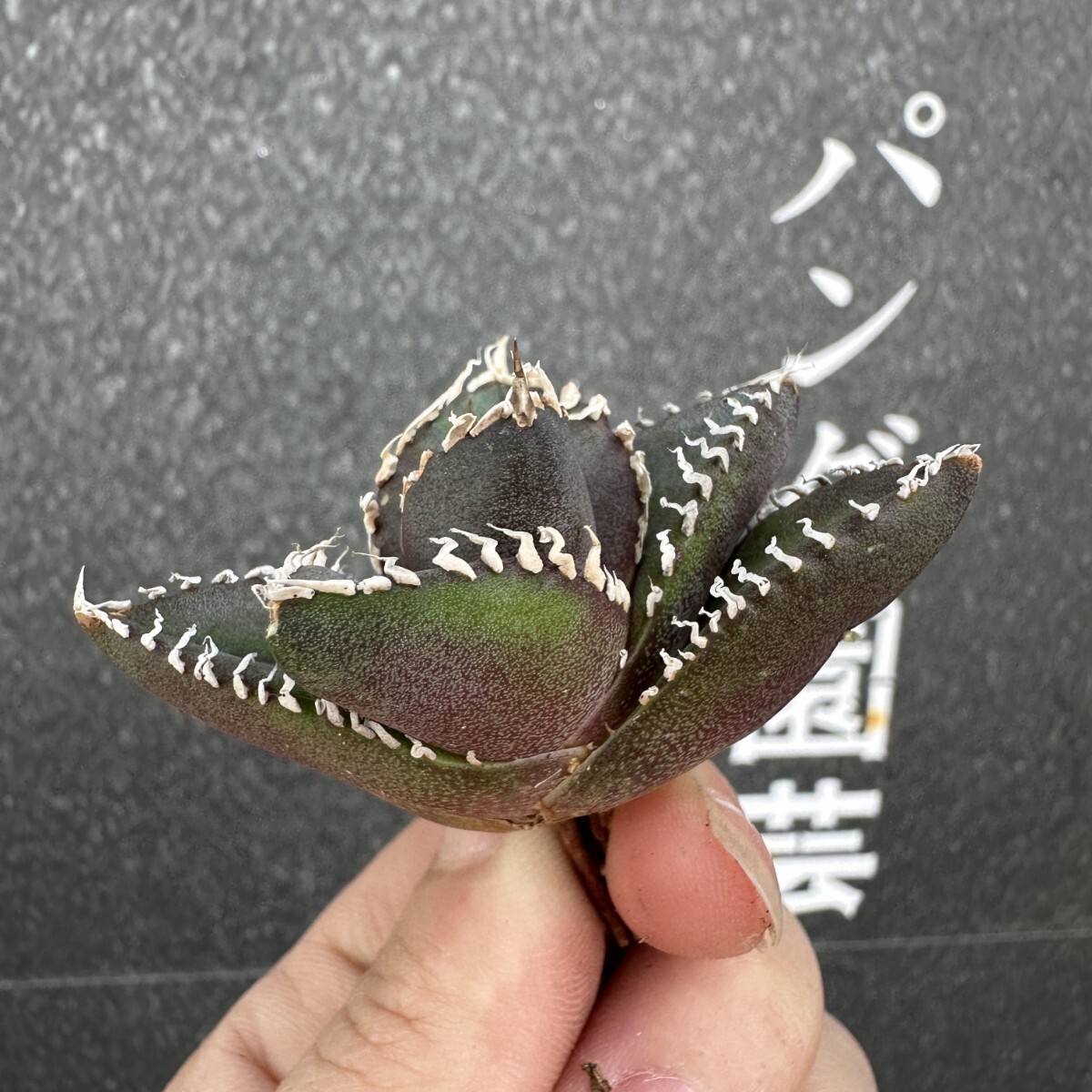 V40【パンダ園芸】 アガベ チタノタ 眼鏡蛇コブラ 特選 希少 V40【パンダ園芸】 アガベ チタノタ 眼鏡蛇コブラ 特選 希少