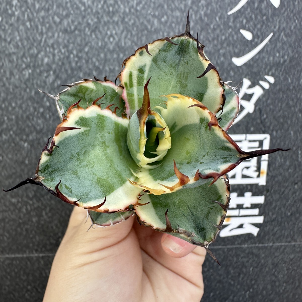 W7【パンダ園芸】特選 アガベ チタノタ BB錦 ブラックアンド W7【パンダ園芸】特選 アガベ チタノタ BB錦 ブラックアンド