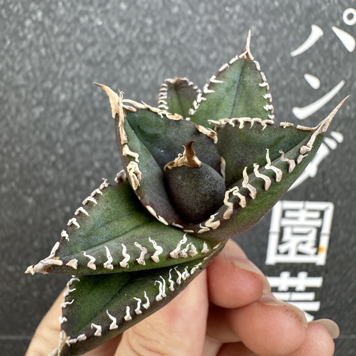 W14【パンダ園芸】 アガベ チタノタ 眼鏡蛇コブラ 特選 希少 W14【パンダ園芸】 アガベ チタノタ 眼鏡蛇コブラ 特選 希少