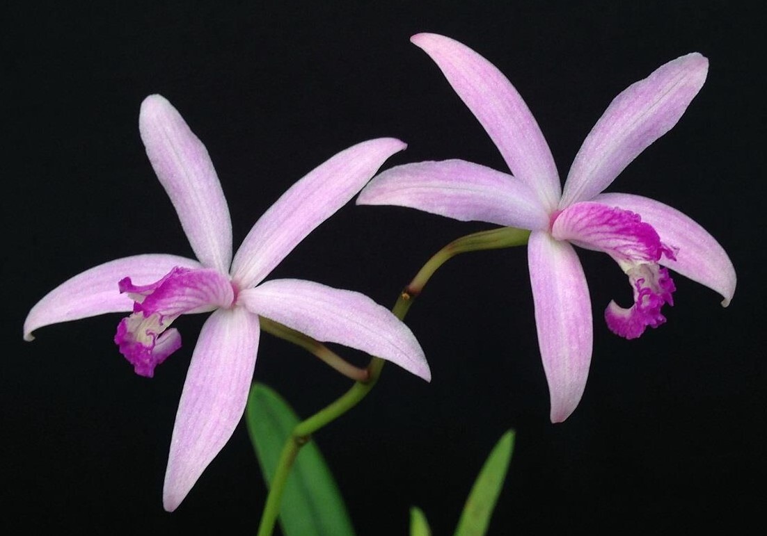 C. caulescens　19