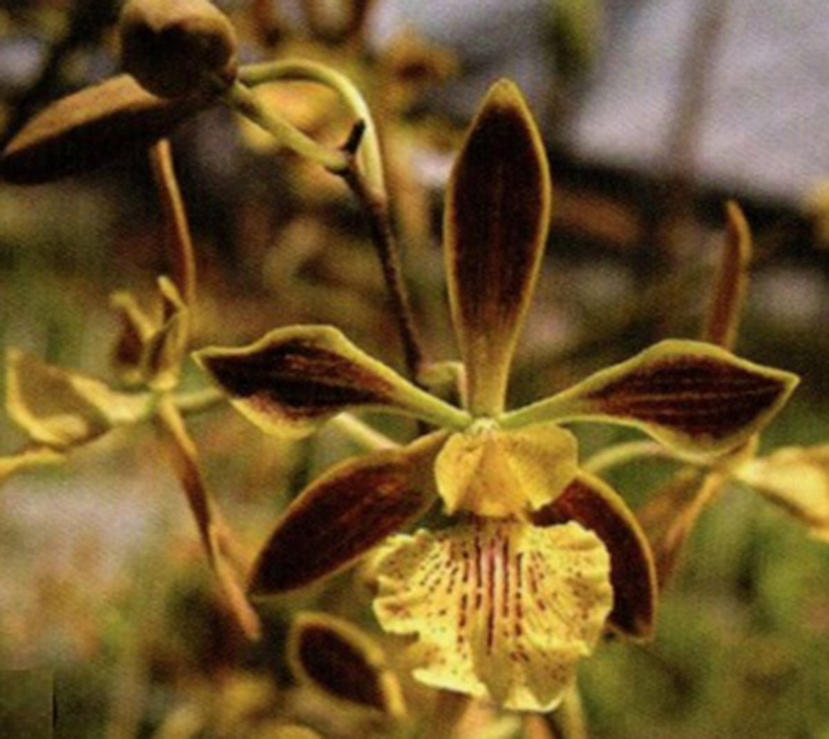Encyclia ochrantha　3