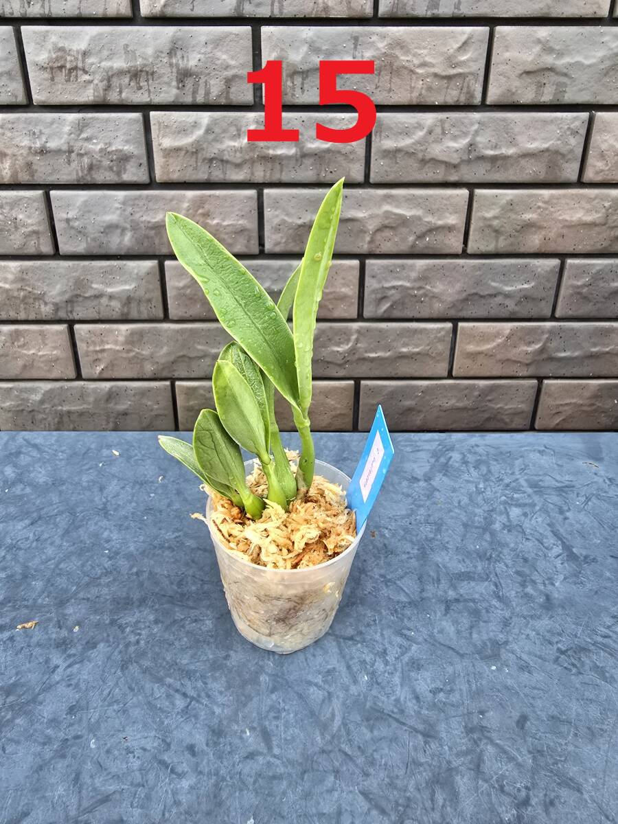 C. caulescens　15