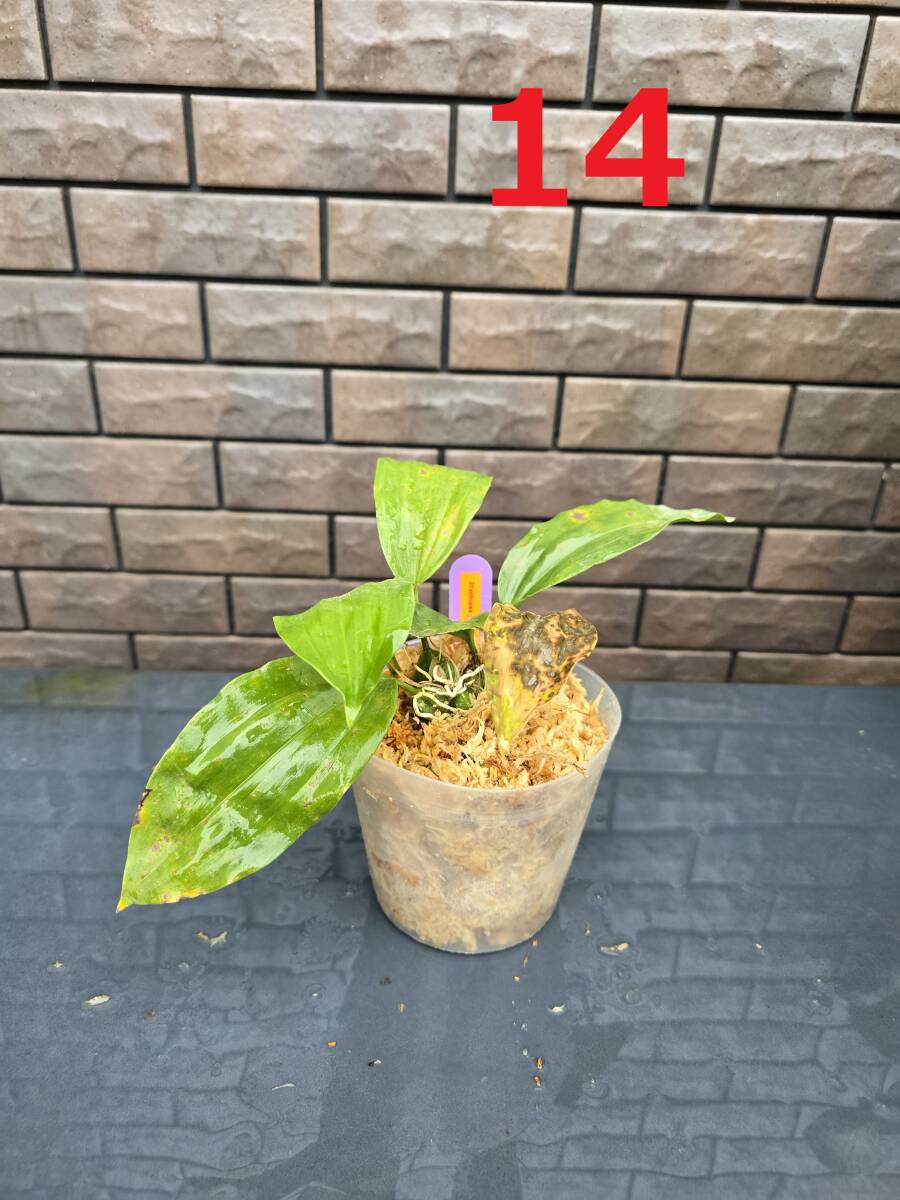 Stanhopea oculata　14